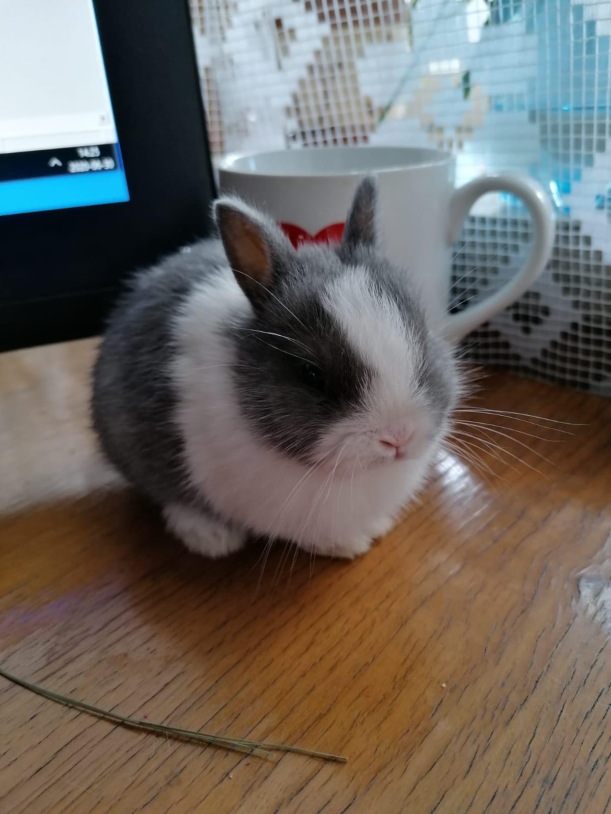 Szaro-biały królik miniaturka siedzi na drewnianym stole obok białego kubka z czerwonym sercem i monitora komputera, z pojedynczym źdźbłem trawy leżącym na powierzchni stołu.