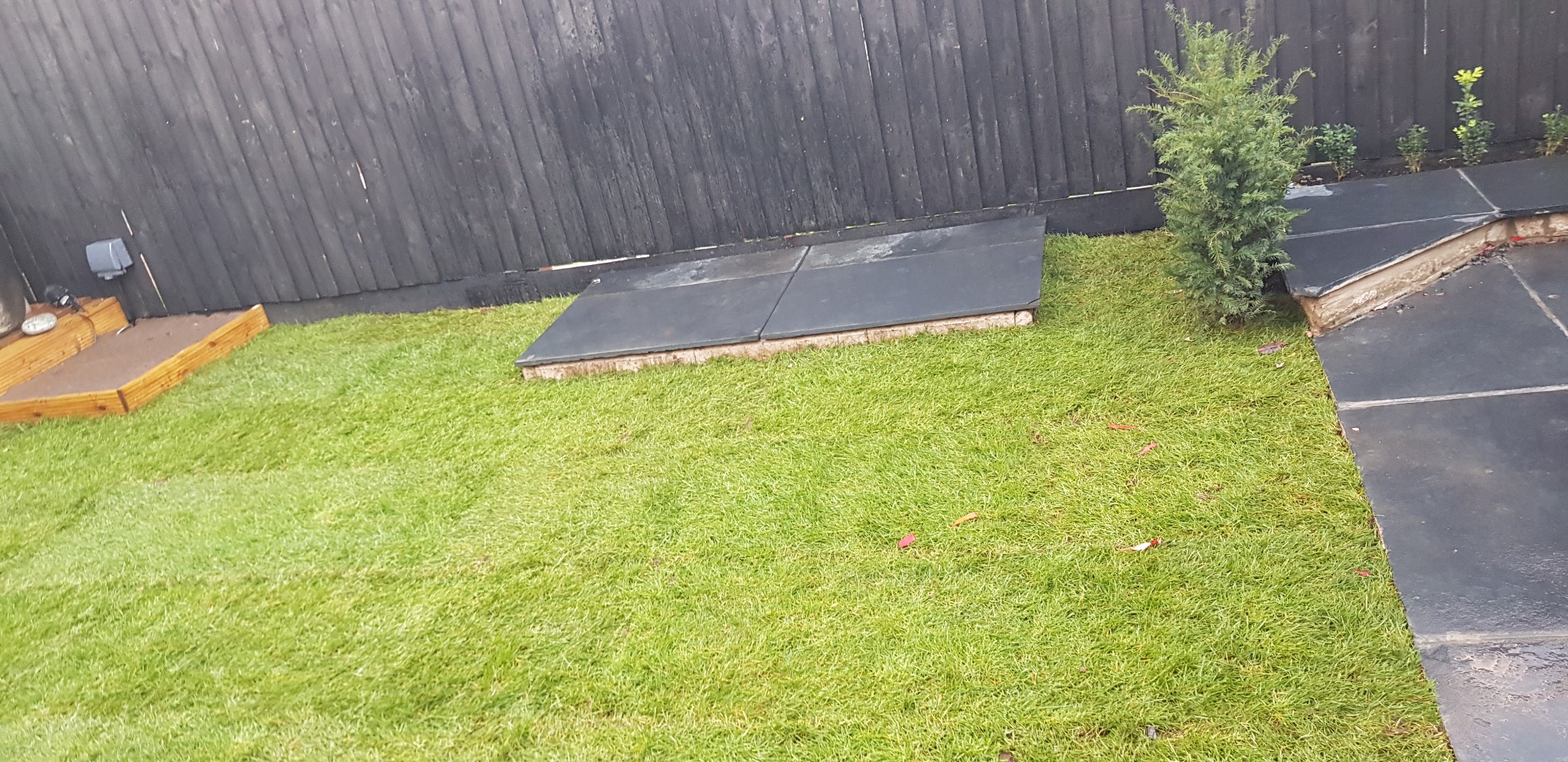 Świeżo położona trawa z rolki w ogrodzie, widoczne ciemne płyty chodnikowe, czarne drewniane ogrodzenie i mała sadzonka drzewka iglastego.