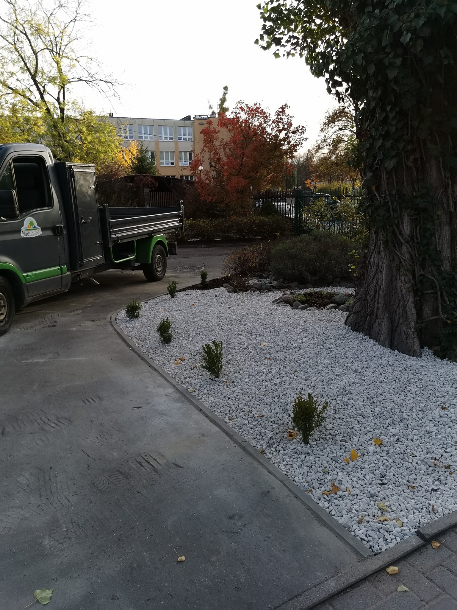 Ułożone białe kamienie ozdobne wokół pnia drzewa obrośniętego bluszczem, świeżo posadzone małe krzewy, zaparkowany samochód dostawczy firmy ogrodniczej.