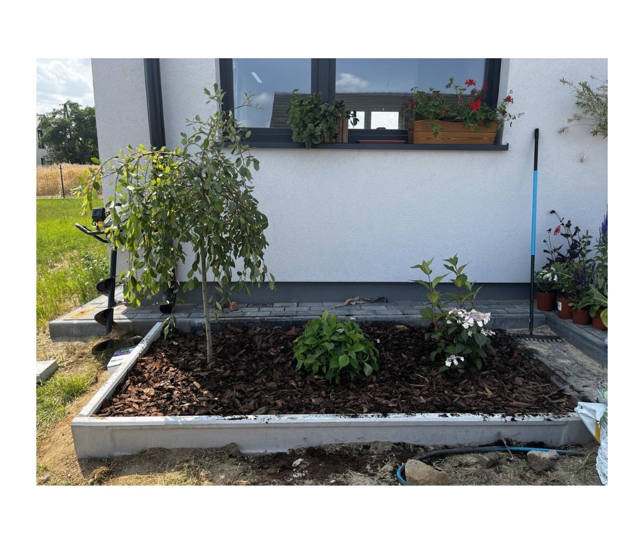 Nowo założony rabat kwiatowy z obrzeżem z szarego betonu, wypełniony korą, z młodym drzewkiem o zwisających gałęziach, krzewami i kwiatami, obok widoczny świder glebowy i narzędzia ogrodnicze.