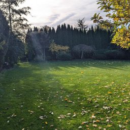 GARDEN LAWN & IRRIGATION MARCIN PIECHOTA - Jesienny ogród z równo przystrzyżonym trawnikiem, opadłymi liśćmi i rzędem wysokich tuj w tle, oświetlony popołudniowym słońcem, z małym domkiem dla zwierząt po lewej stronie.