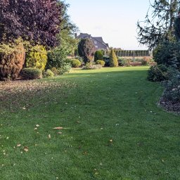 GARDEN LAWN & IRRIGATION MARCIN PIECHOTA - Rozległy, zadbany trawnik z nasadzeniami drzew i krzewów ozdobnych, z opadłymi liśćmi jesiennymi, w tle widoczny dom jednorodzinny.