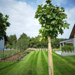 GARDEN LAWN & IRRIGATION MARCIN PIECHOTA - Świeżo założony trawnik z pasami, młode drzewa podparte tyczkami, rabaty z korą i nasadzeniami, nowoczesny dom w tle.