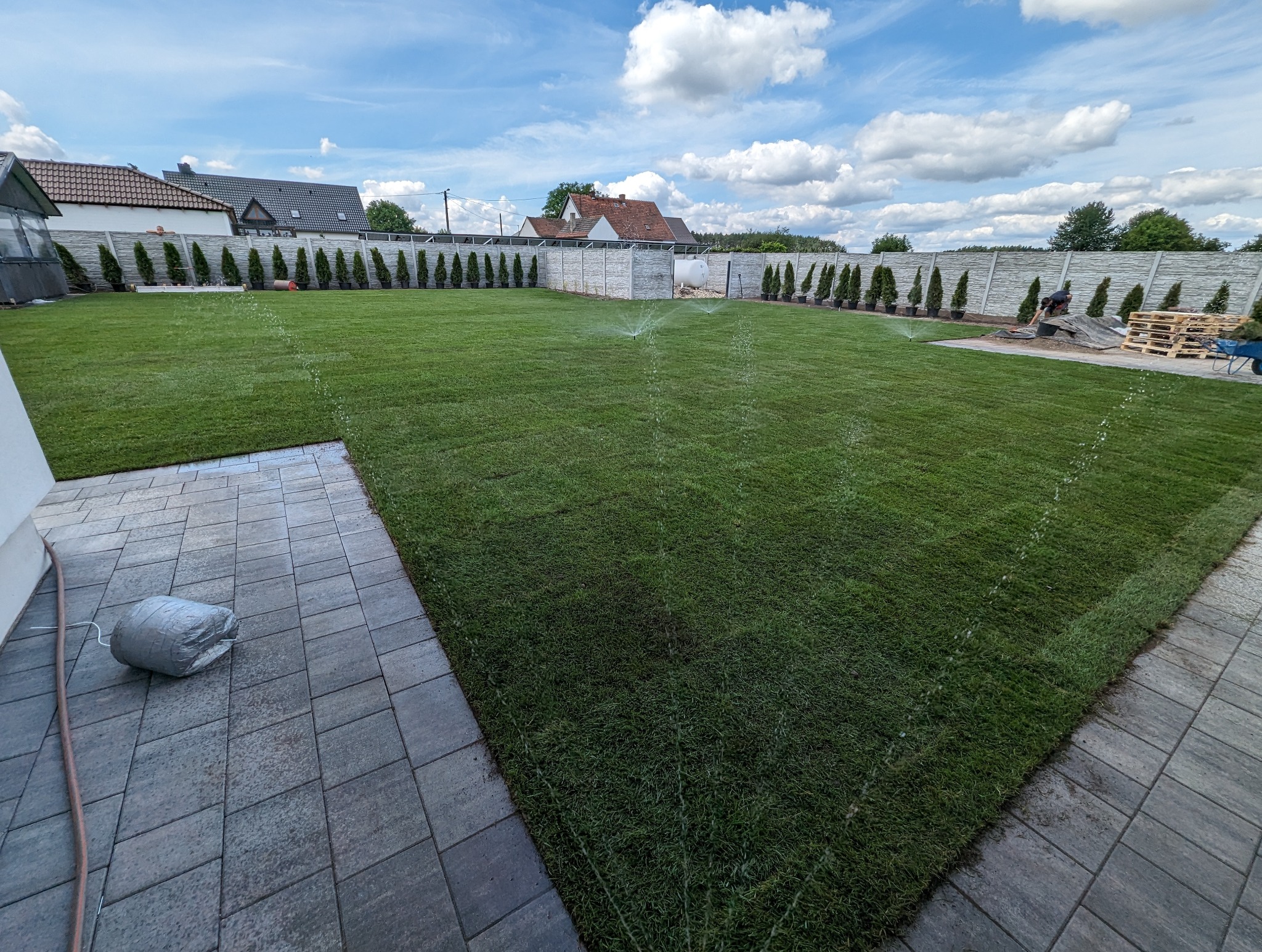 Świeżo ułożony trawnik z rolki, podlewany przez system zraszaczy, widoczny pracownik przy układaniu, ogrodzenie panelowe z tujami w tle, kostka brukowa na obrzeżach.
