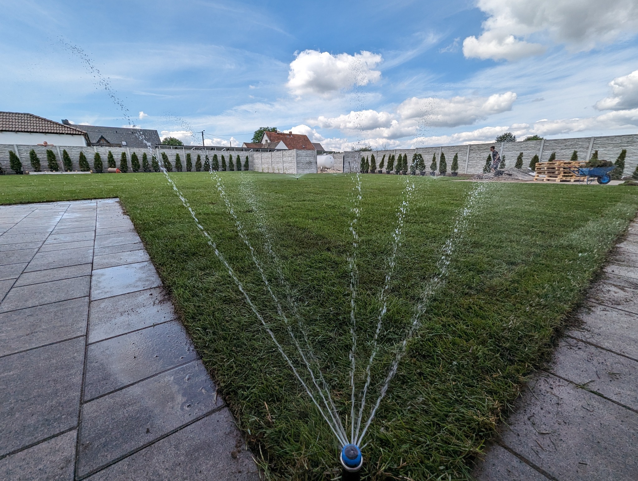 Automatyczny system nawadniania w akcji na świeżo założonym trawniku z rolki, widoczne zraszacze, kostka brukowa i ogrodzenie panelowe z tujami w tle, błękitne niebo z chmurami.