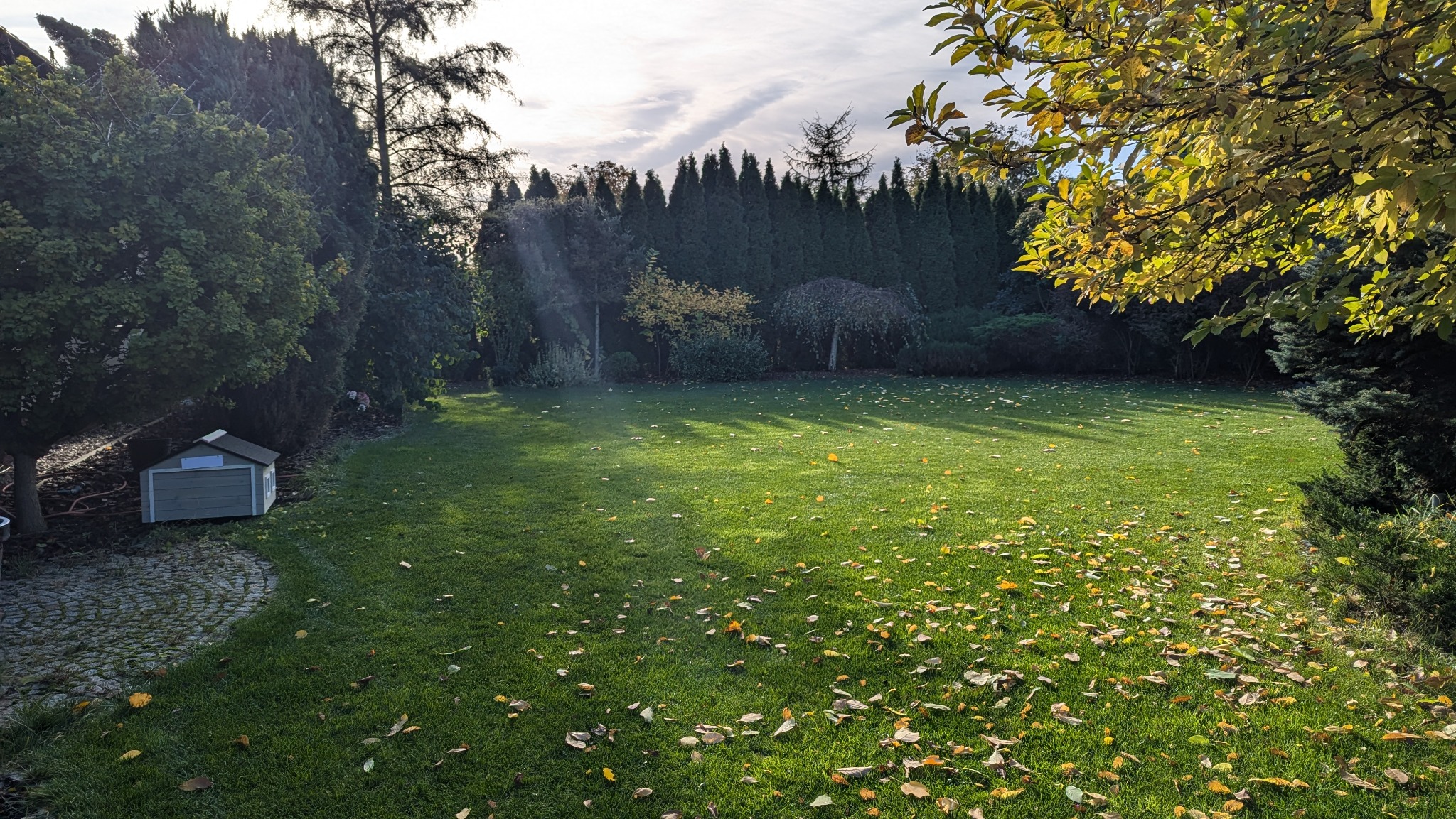 Jesienny ogród z równo przystrzyżonym trawnikiem, opadłymi liśćmi i rzędem wysokich tuj w tle, oświetlony popołudniowym słońcem, z małym domkiem dla zwierząt po lewej stronie.