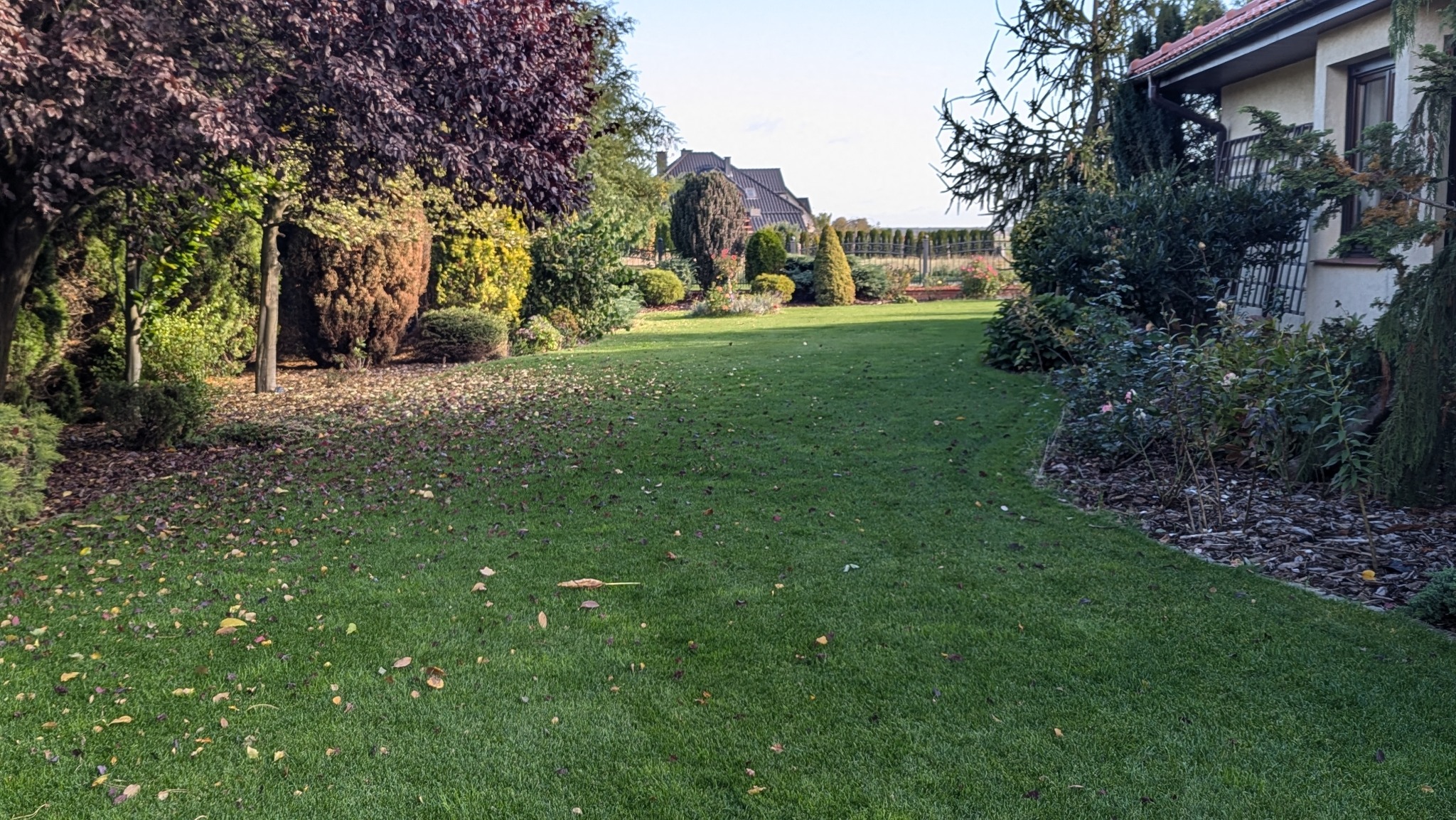Rozległy, zadbany trawnik z nasadzeniami drzew i krzewów ozdobnych, z opadłymi liśćmi jesiennymi, w tle widoczny dom jednorodzinny.