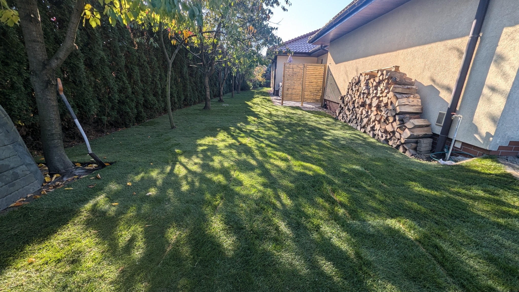 Świeżo położona trawa w ogrodzie, widoczne drzewa, tuje, drewniany płot i stos drewna przy ścianie domu, łopata oparta o pień drzewa.