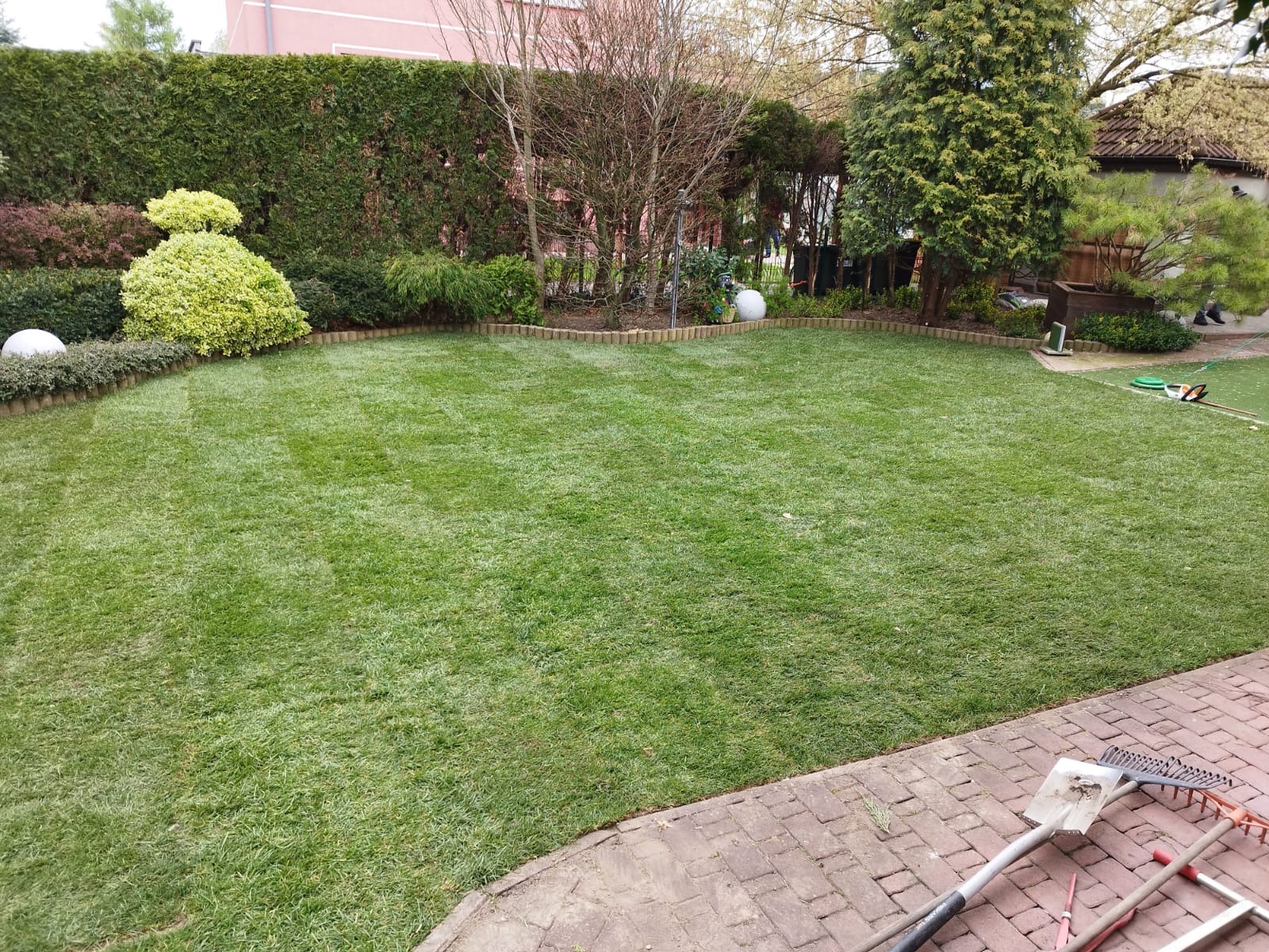 Starannie utrzymany trawnik z widocznymi pasami po koszeniu, otoczony dekoracyjnymi krzewami i wysokim żywopłotem, z narzędziami ogrodniczymi leżącymi na brukowanym obrzeżu.
