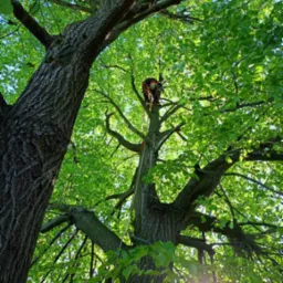 Arborysta w uprzęży na wysokości, w koronie drzewa, widok z dołu, liny zabezpieczające, jasne liście, promienie słoneczne.
