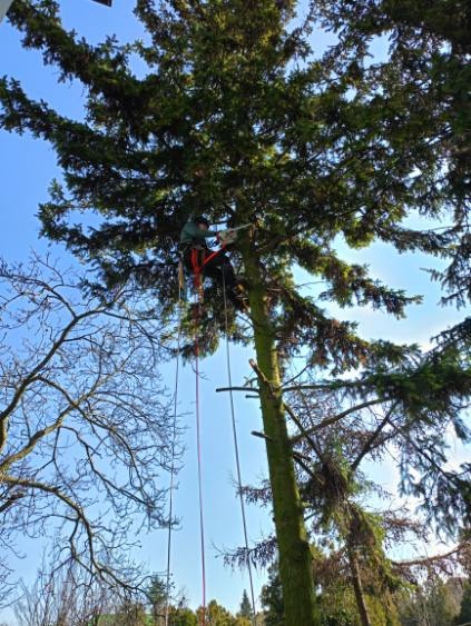 Arborysta w uprzęży, z piłą łańcuchową, przycina gałęzie wysokiej sosny, widok od dołu na tle błękitnego nieba.