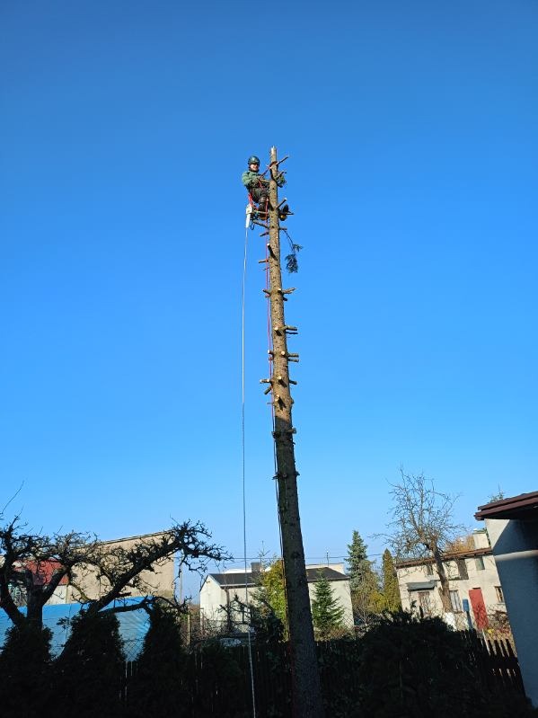 Arborysta w kasku i uprzęży, wysoko na pniu obciętego drzewa iglastego, z liną asekuracyjną, na tle błękitnego nieba i zabudowań.