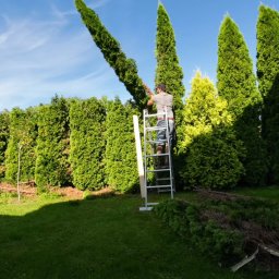 Wycinka drzew Jasionka 1