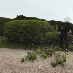 Wycinka drzew Jasionka 3