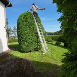 Wycinka drzew Jasionka 4