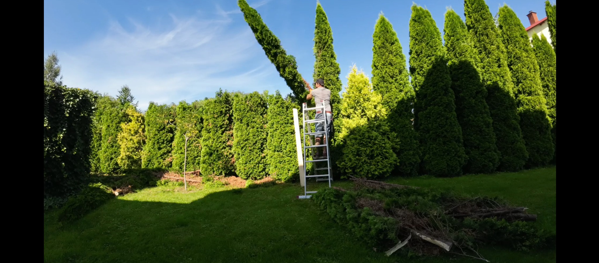 Mężczyzna na drabinie przycina wysokie tuje w ogrodzie. Świeżo obcięte gałęzie leżą na trawie. Słoneczny dzień, błękitne niebo.