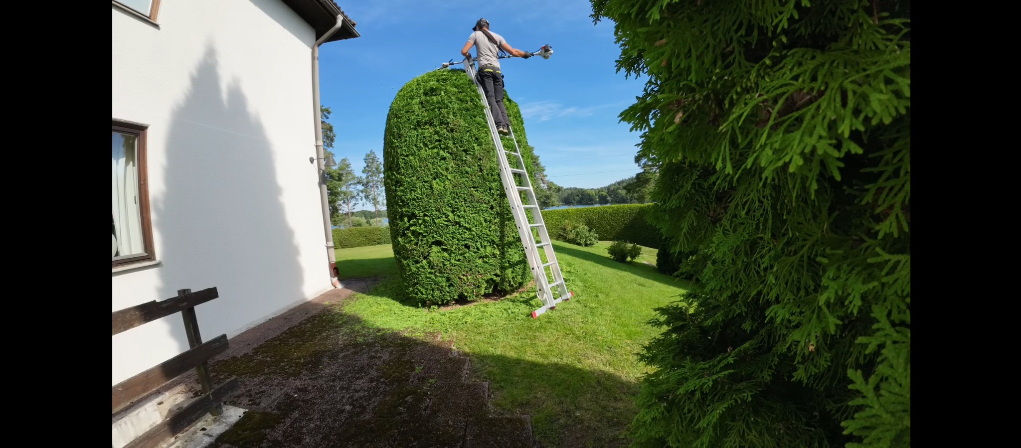 Mężczyzna na drabinie, przycina żywopłot w kształcie kolumny, używając nożyc spalinowych. W tle zielony trawnik i jezioro, widok z boku.