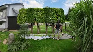 Równomiernie przycięte tuje w ogrodzie, widoczne narzędzia i osoba podczas pracy, trawnik i budynek w tle, słoneczny dzień.