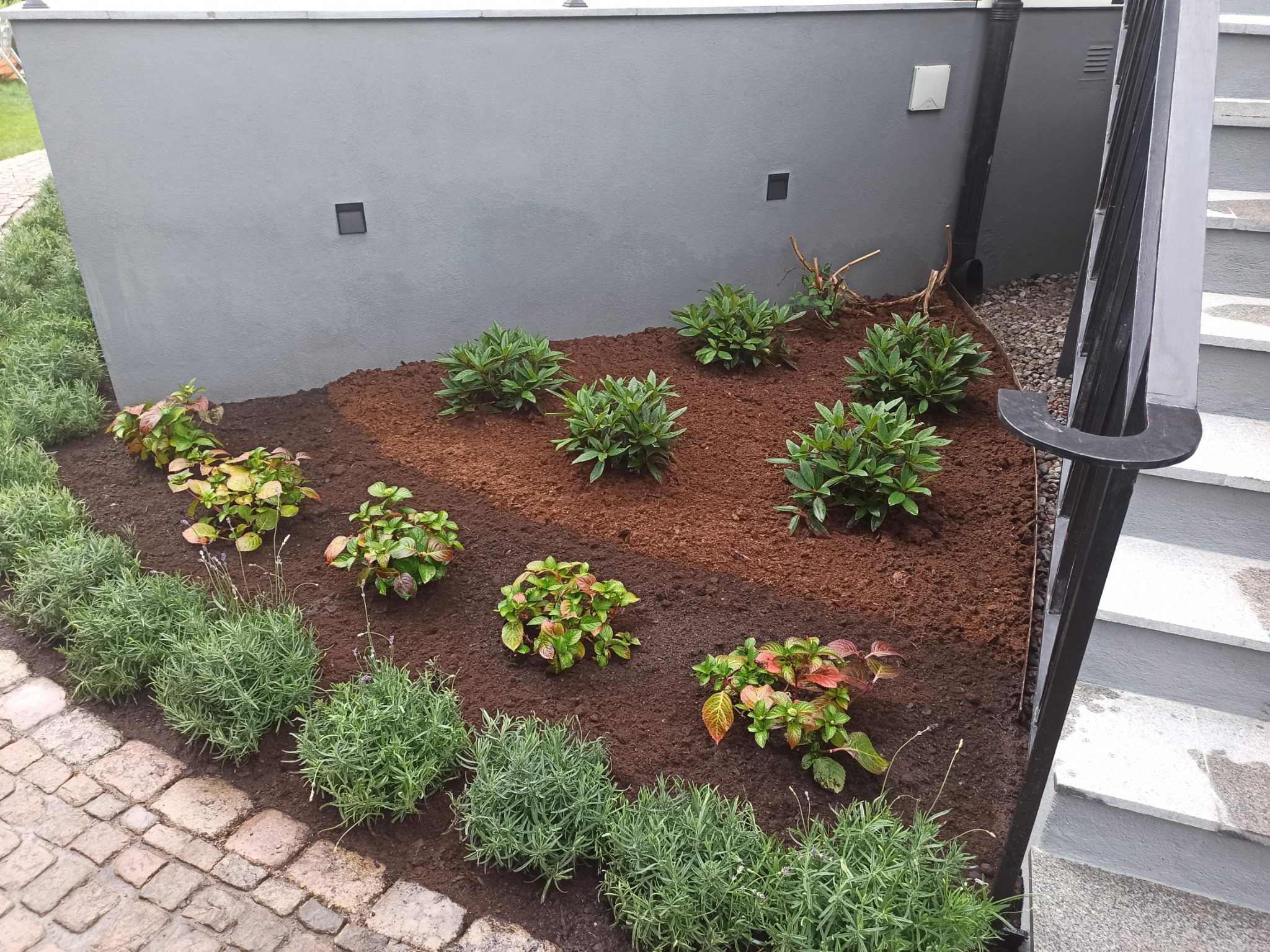 Świeżo posadzone rośliny w ziemi, widoczne krzewy i lawenda, obok schody z szarą balustradą, szara ściana w tle.