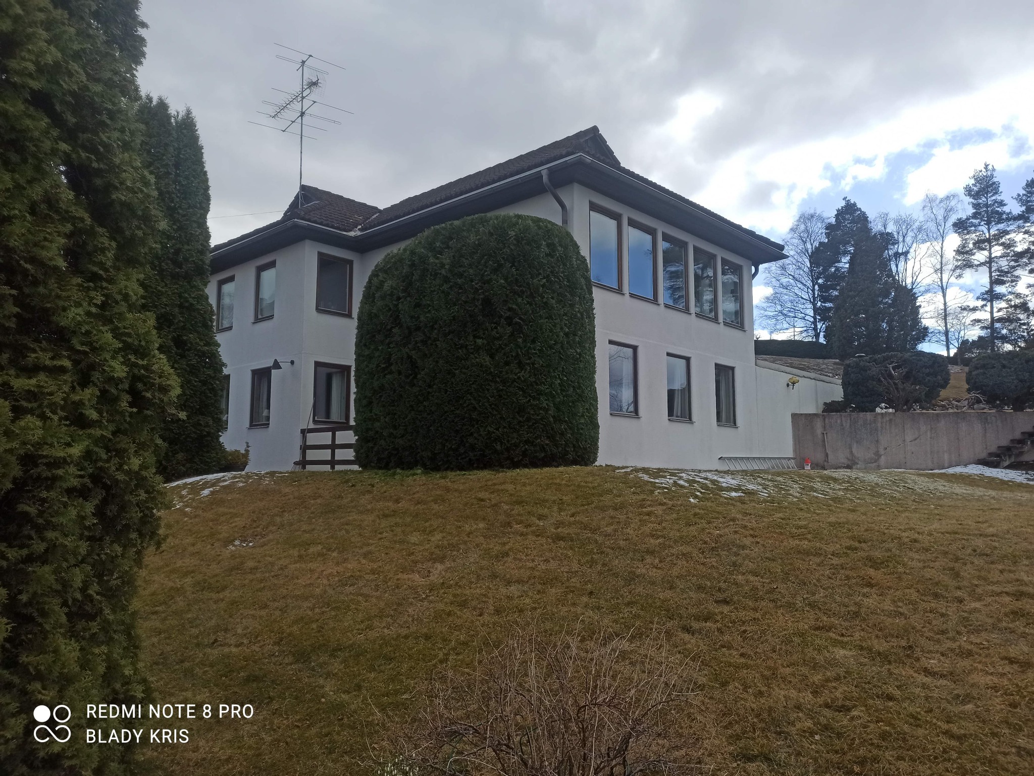 Duży, kulisty krzew iglasty przy białym domu z brązowymi oknami, trawnik z resztkami śniegu, pochmurne niebo.