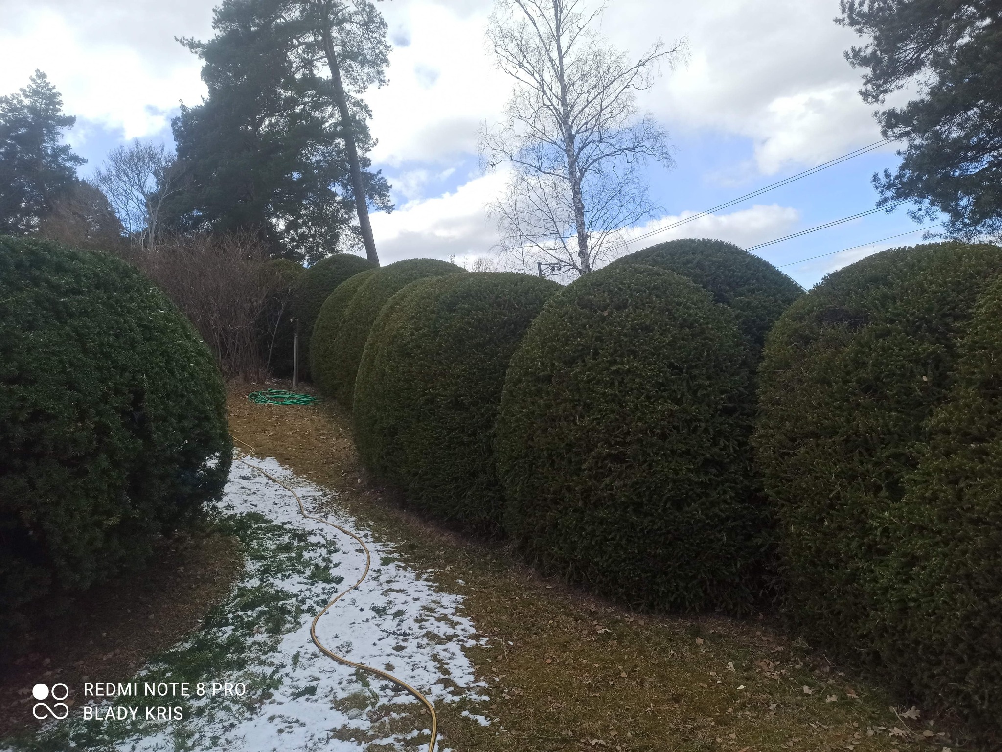 Równy szpaler kulistych krzewów iglastych, częściowo pokrytych śniegiem, z widocznym wężem ogrodowym i drzewami w tle.