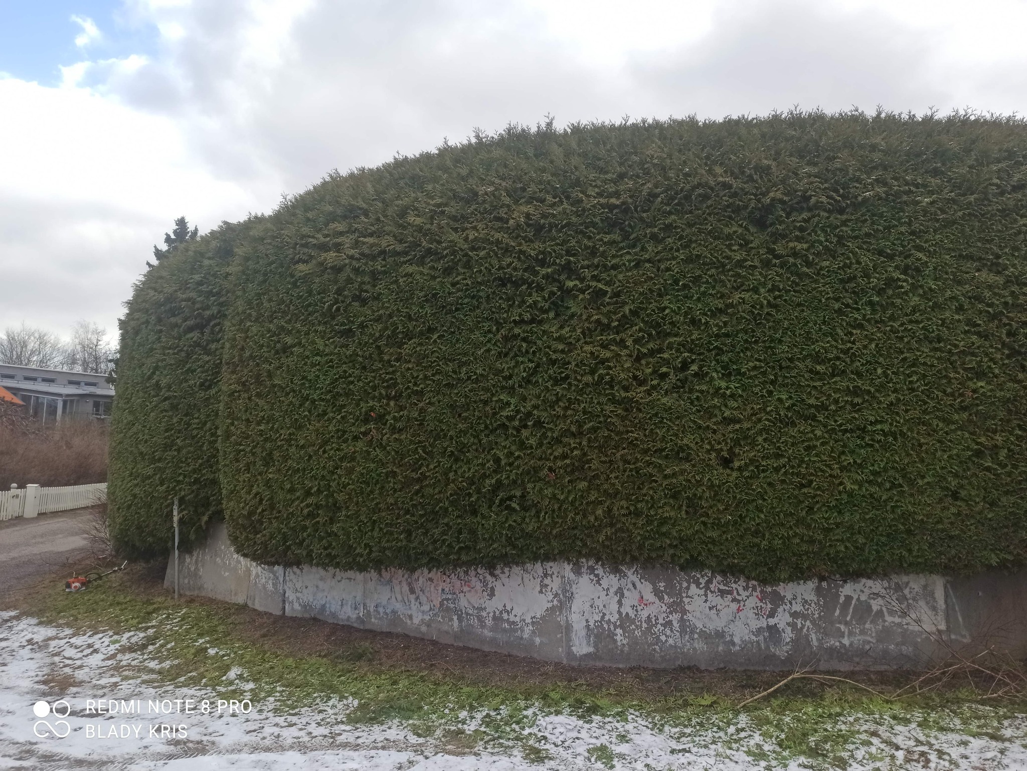 Starannie przycięty, wysoki żywopłot z tui w Jasionce, posadzony na betonowym fundamencie, z widocznymi śladami śniegu na ziemi.