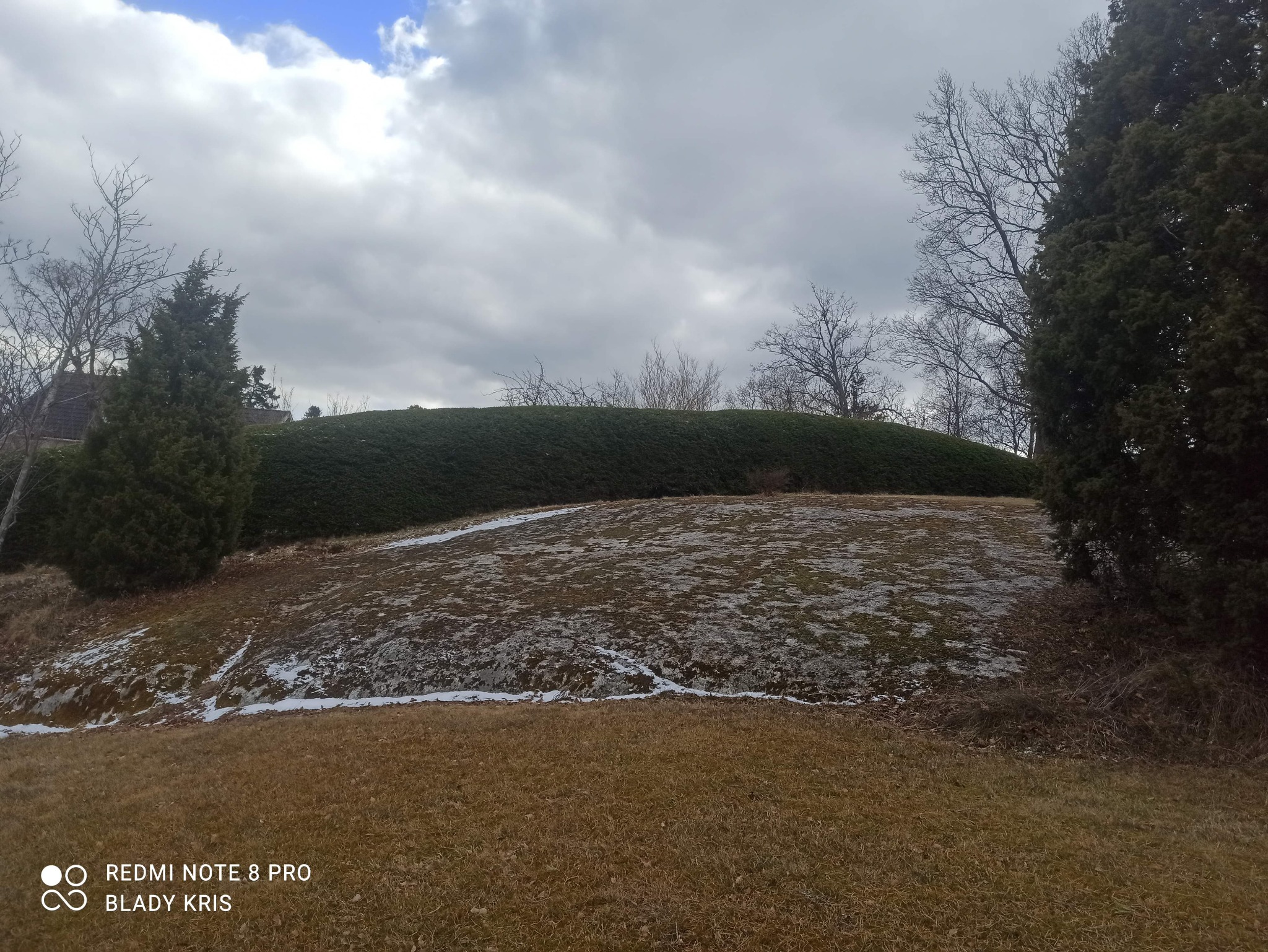 Formowana, zimozielona ściana z krzewów w ogrodzie, z widocznymi śladami śniegu na trawie i pochmurnym niebem w tle.