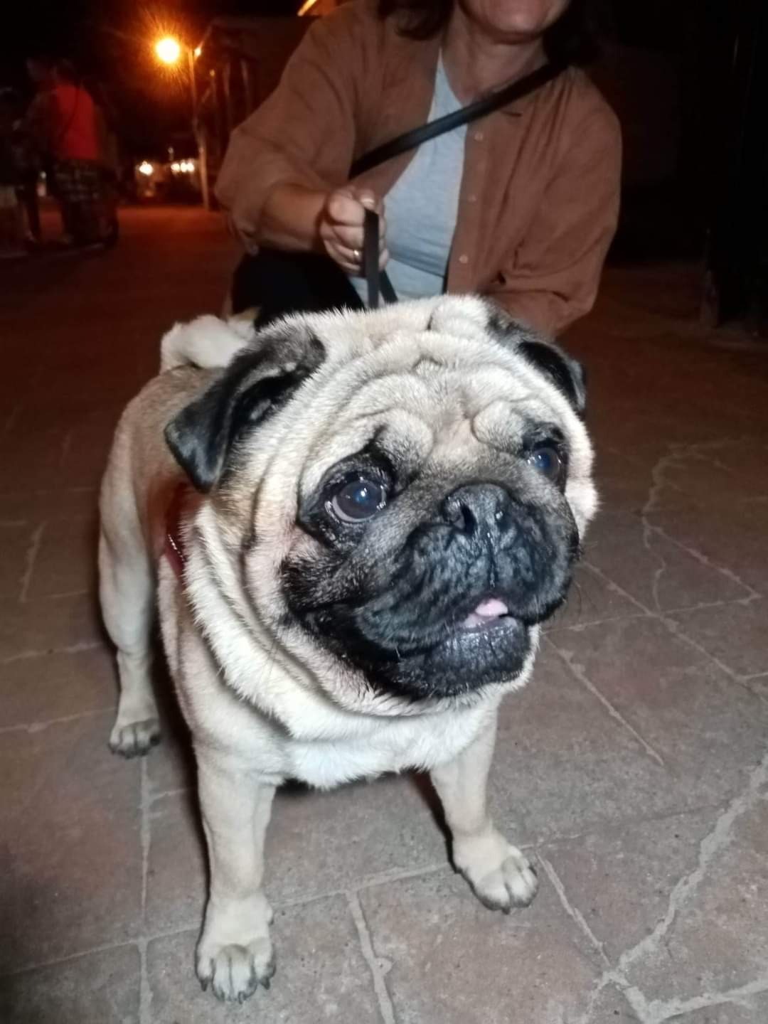 Pug w szelkach, z lekko wystawionym językiem, na tle chodnika z kostki i osoby trzymającej smycz, wieczorne oświetlenie.