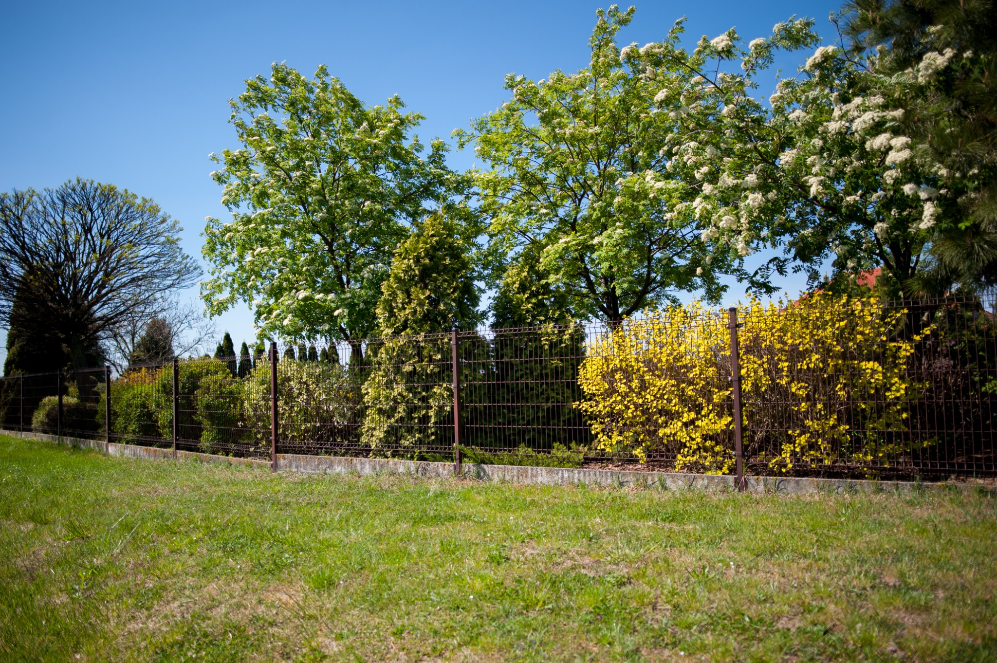 Brązowe ogrodzenie panelowe na betonowej podmurówce, zza którego wystają kwitnące na żółto krzewy forsycji, a w tle zielone drzewa pod błękitnym niebem.