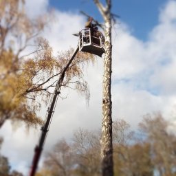 Acer - Ścinanie Drzew Inowrocław