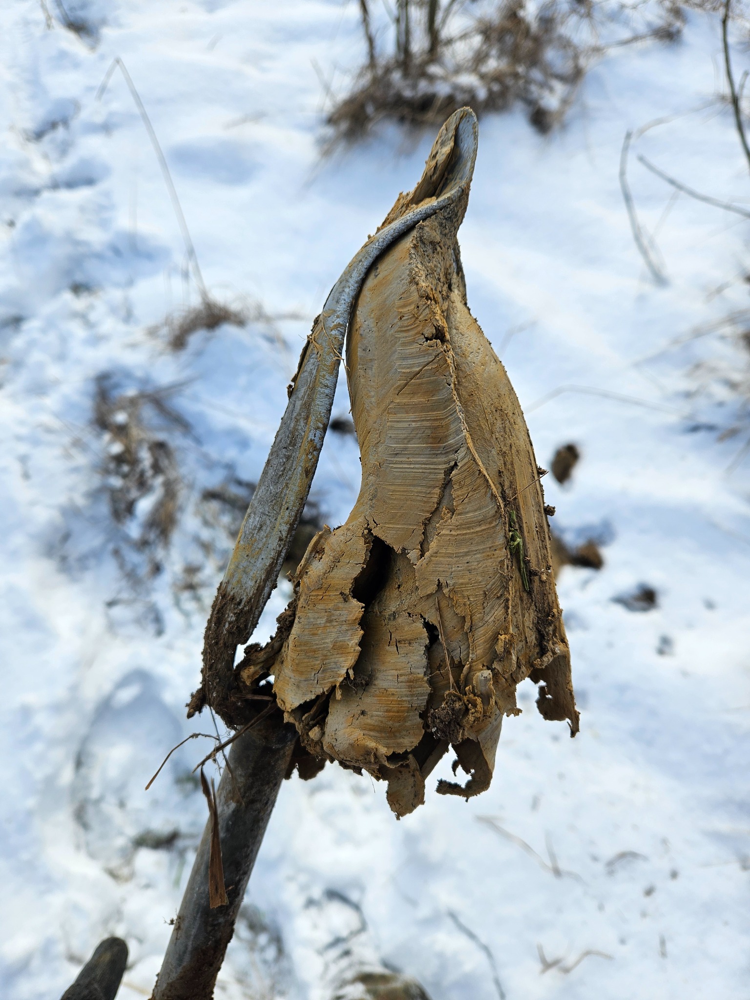 Z bliska: rdzeń ziemi wydobyty świdrem geologicznym na tle zimowego krajobrazu.