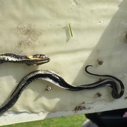 IVA-PEST Dezynfekcja, Dezynsekcja, Deratyzacja - Znakomite Schody Metalowe Kręcone Cieszyn