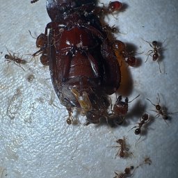 IVA-PEST Dezynfekcja, Dezynsekcja, Deratyzacja - Znakomite Ogrodzenia Kute Cieszyn