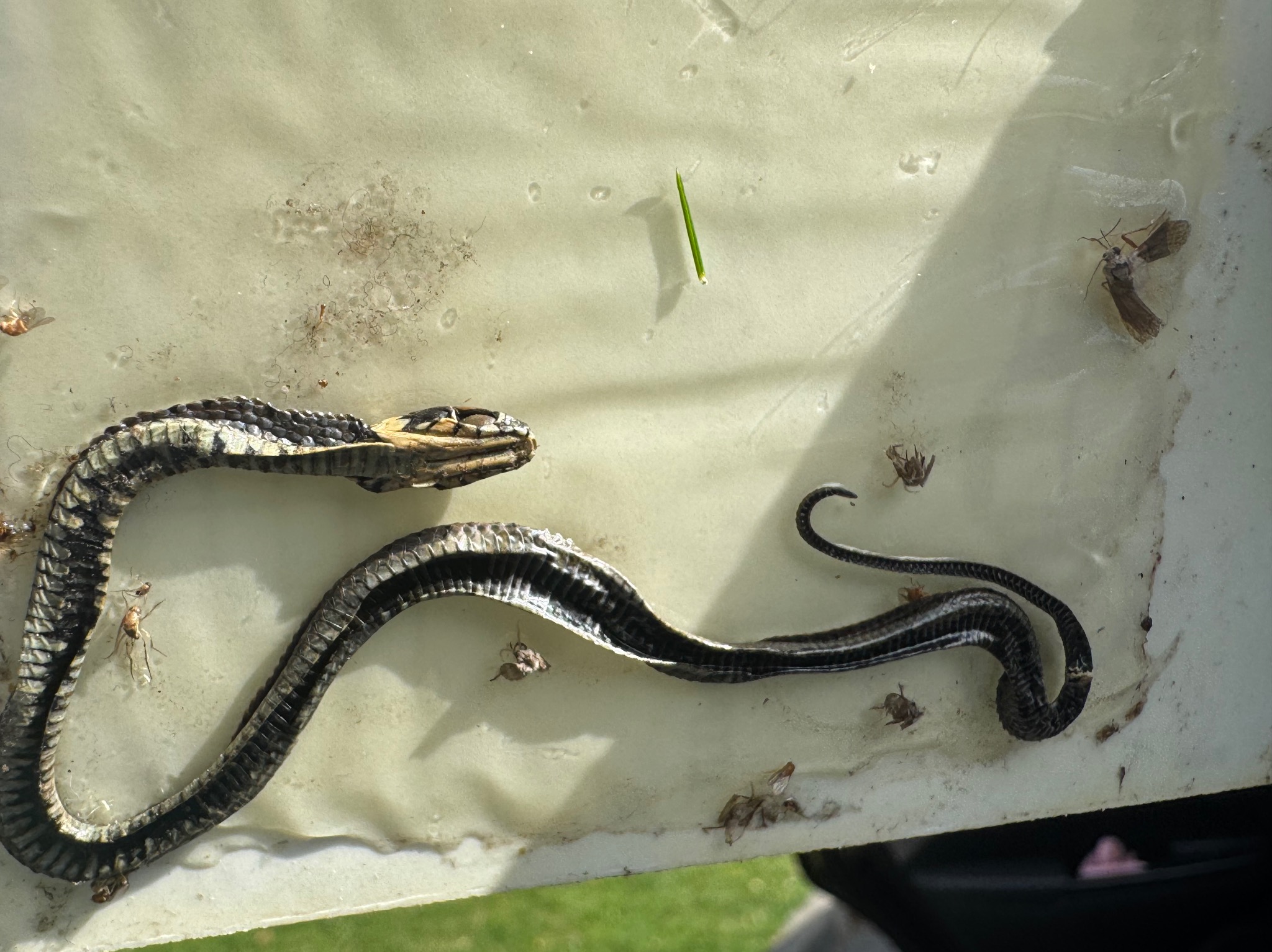 Deratyzacja- monitoring szkodników