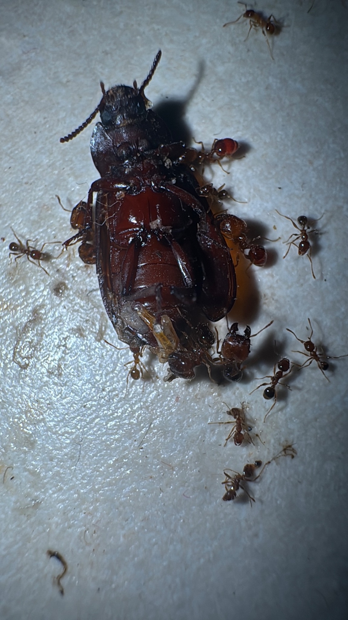 Martwy chrząszcz otoczony przez mrówki na białej powierzchni. Bliski kadr ukazuje szczegóły owadów i ich interakcję.