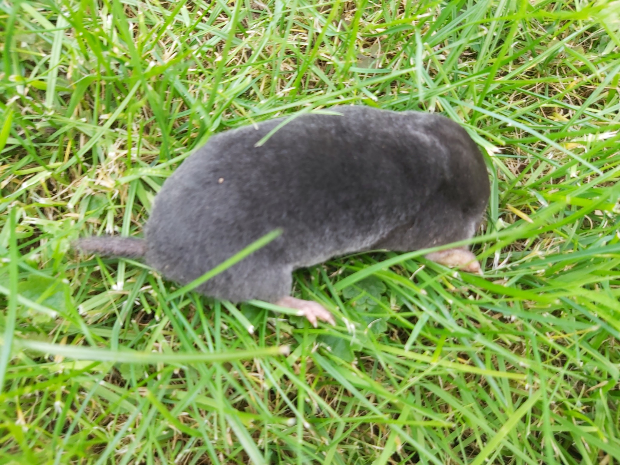 Kret w trawie, widoczne łapki i ogon, ziemia w tle.