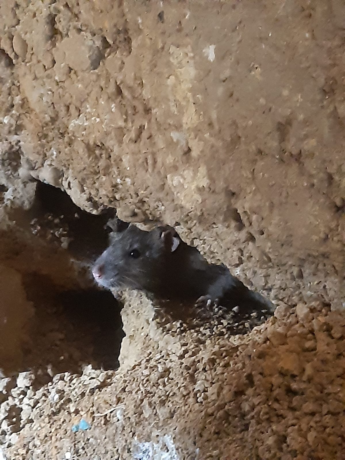 Szczur w norze ziemnej, widoczny z bliska, z detalami futra i wąsów, otoczenie z ziemi i kamieni.