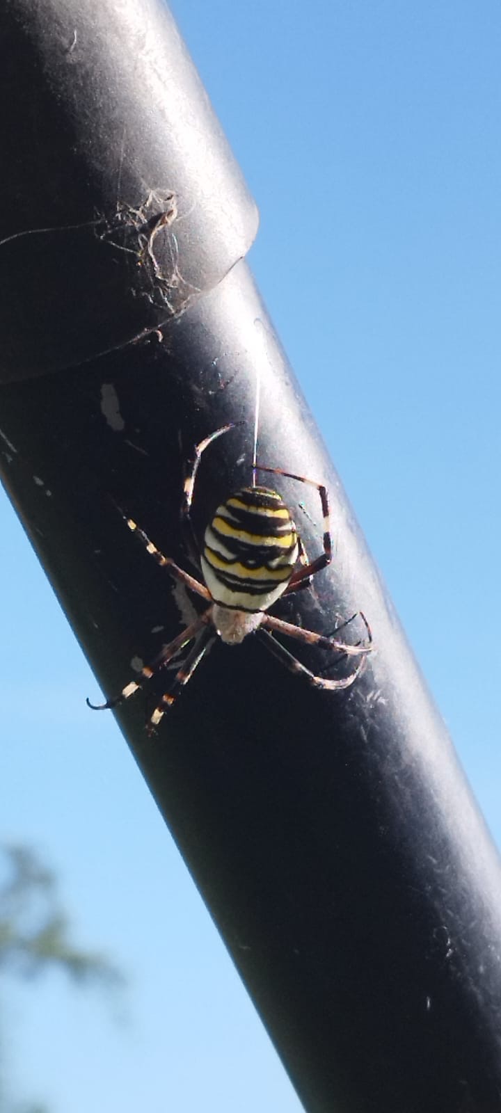 Pająk tygrzyk paskowany na czarnej metalowej rurze, z widoczną pajęczyną i błękitnym niebem w tle.