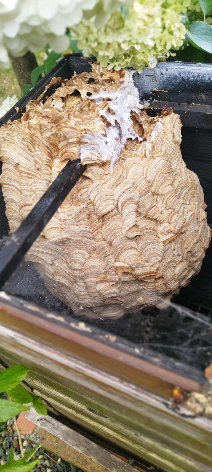 Usunięte gniazdo os z widocznymi warstwami papierowej struktury, częściowo pokryte białą substancją, umieszczone w czarnej skrzynce, z widoczną osą na zewnątrz skrzynki.