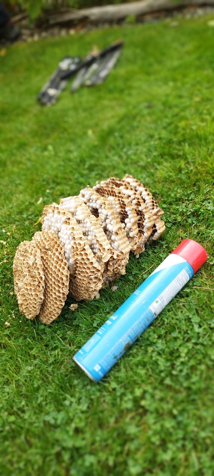 Gniazdo os z widocznymi komórkami i larwami obok niebieskiego sprayu na trawie w Cieszynie, po wykonanej usłudze.