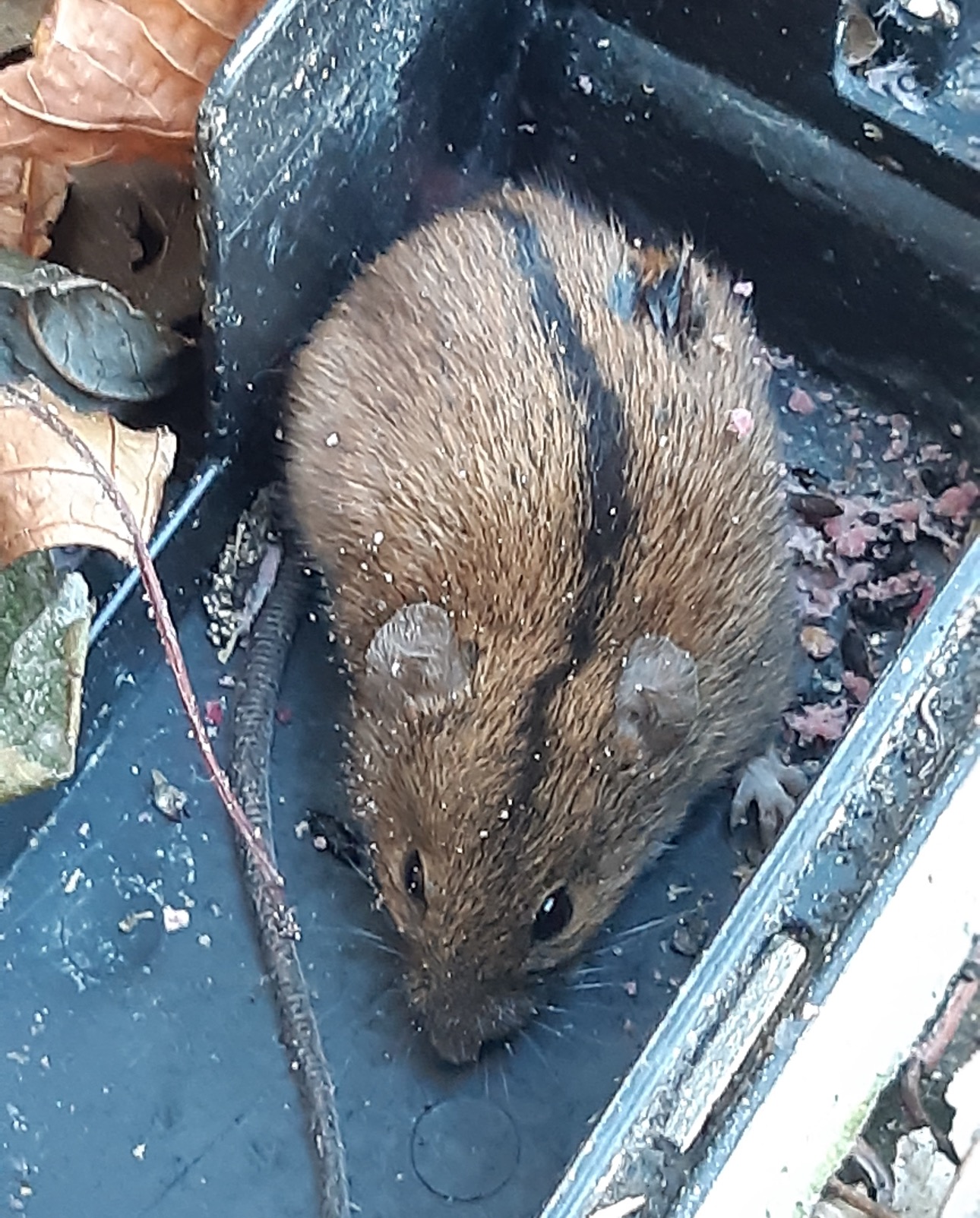 Martwa mysz w czarnej plastikowej pułapce, otoczona resztkami przynęty i liśćmi