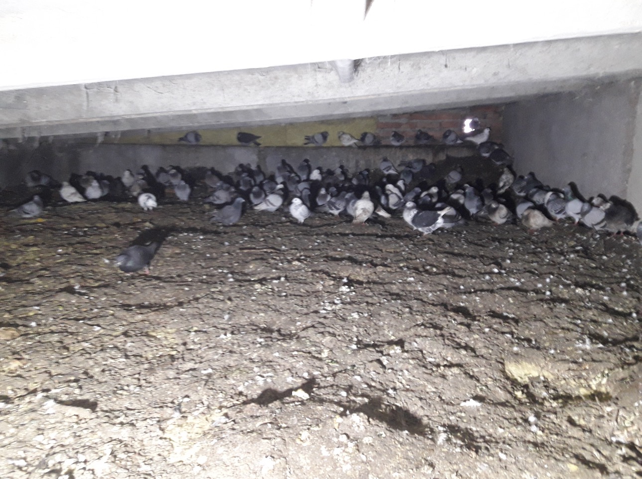 Stłoczone gołębie w ciemnej, zanieczyszczonej przestrzeni pod budynkiem, widoczne odchody i resztki gniazdowania.