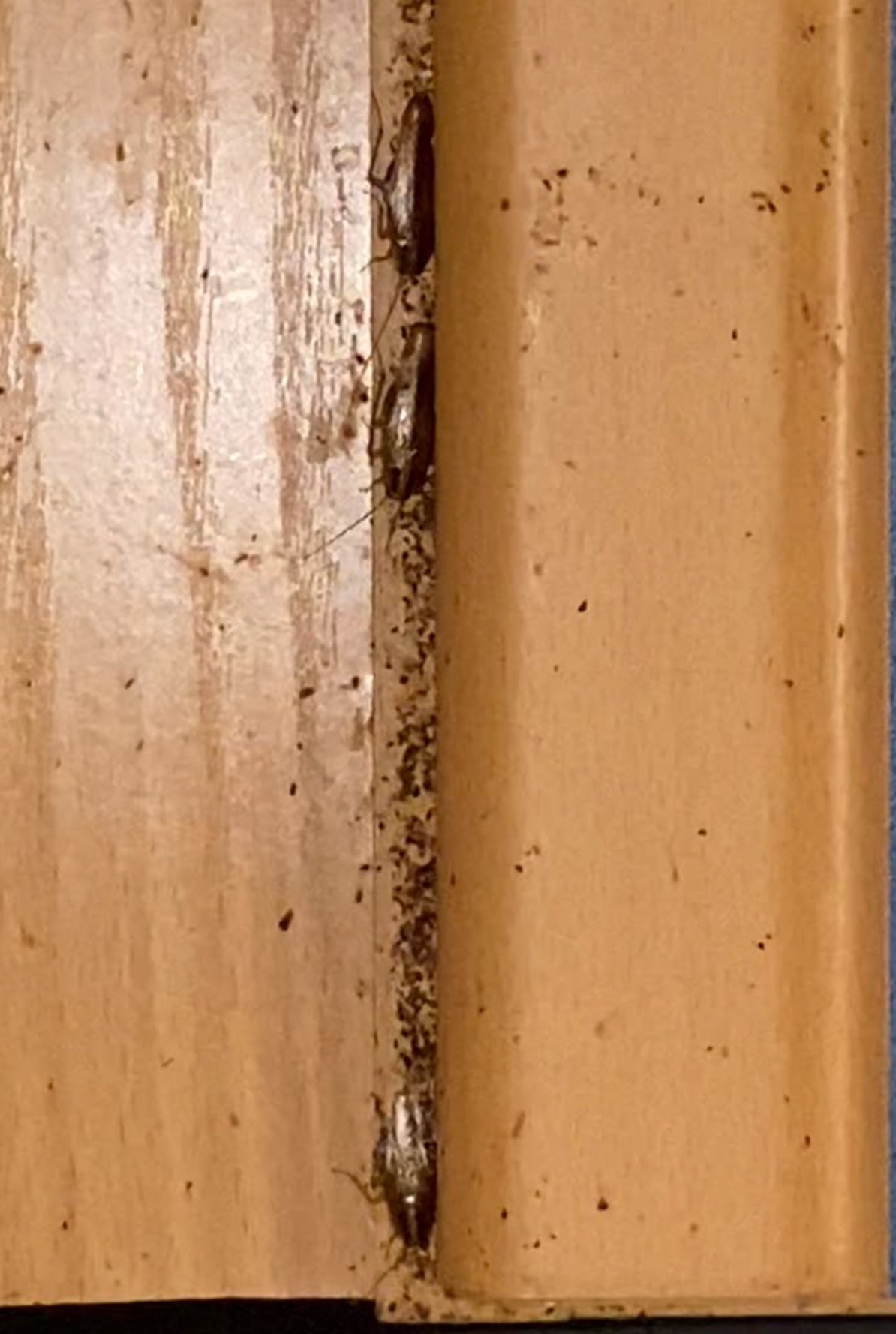 Szczelina między drewnianymi elementami, wypełniona martwymi i żywymi karaluchami oraz ich odchodami.