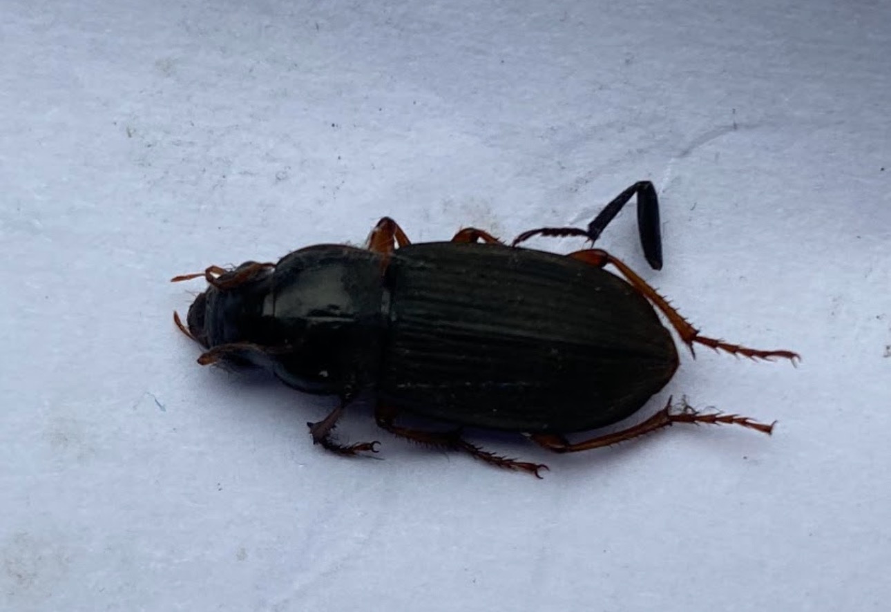 Czarny chrząszcz na białym tle, widoczne szczegóły budowy ciała, w tym odnóża i pancerz.