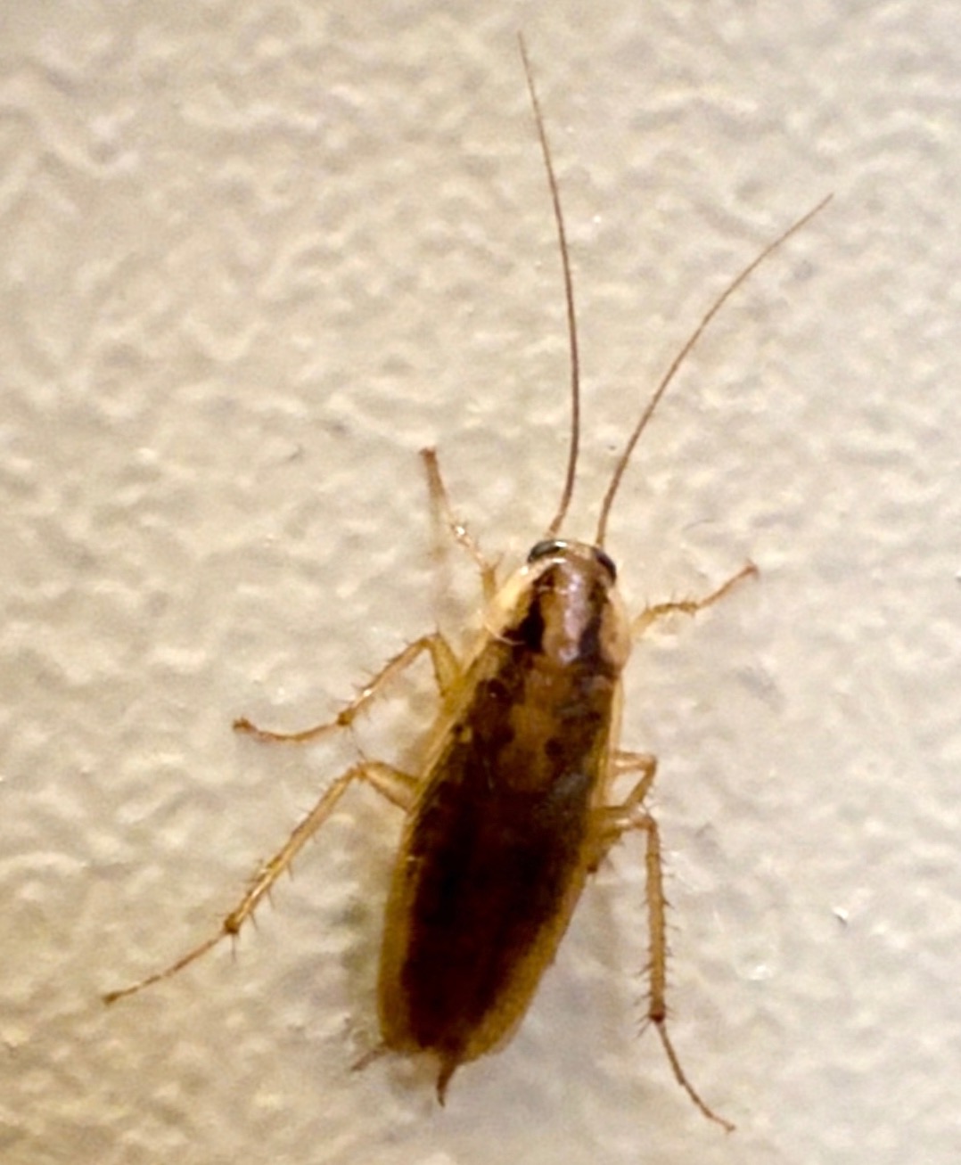 Blisko ujęty karaluch na jasnej, teksturowanej ścianie, widoczne długie czułki i delikatne odnóża.