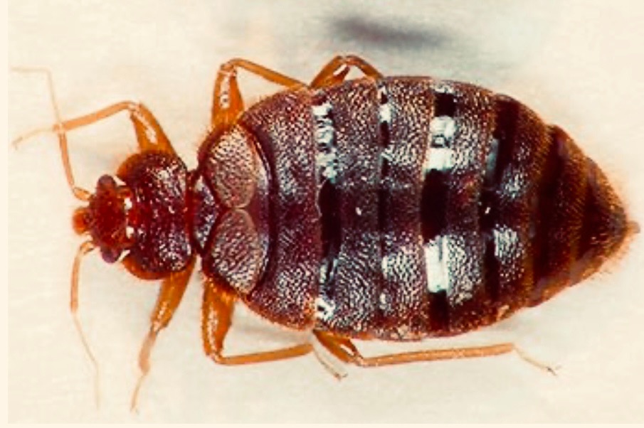 Zbliżenie pluskwy domowej na jasnym tle, ukazujące jej segmentowaną budowę ciała i liczne odnóża.