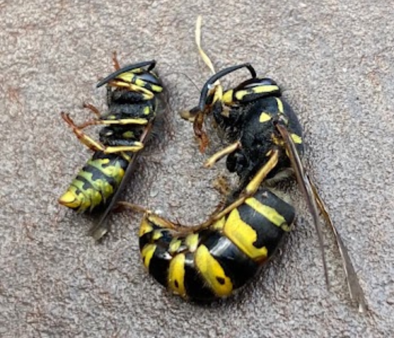 Robotnica i Królowo