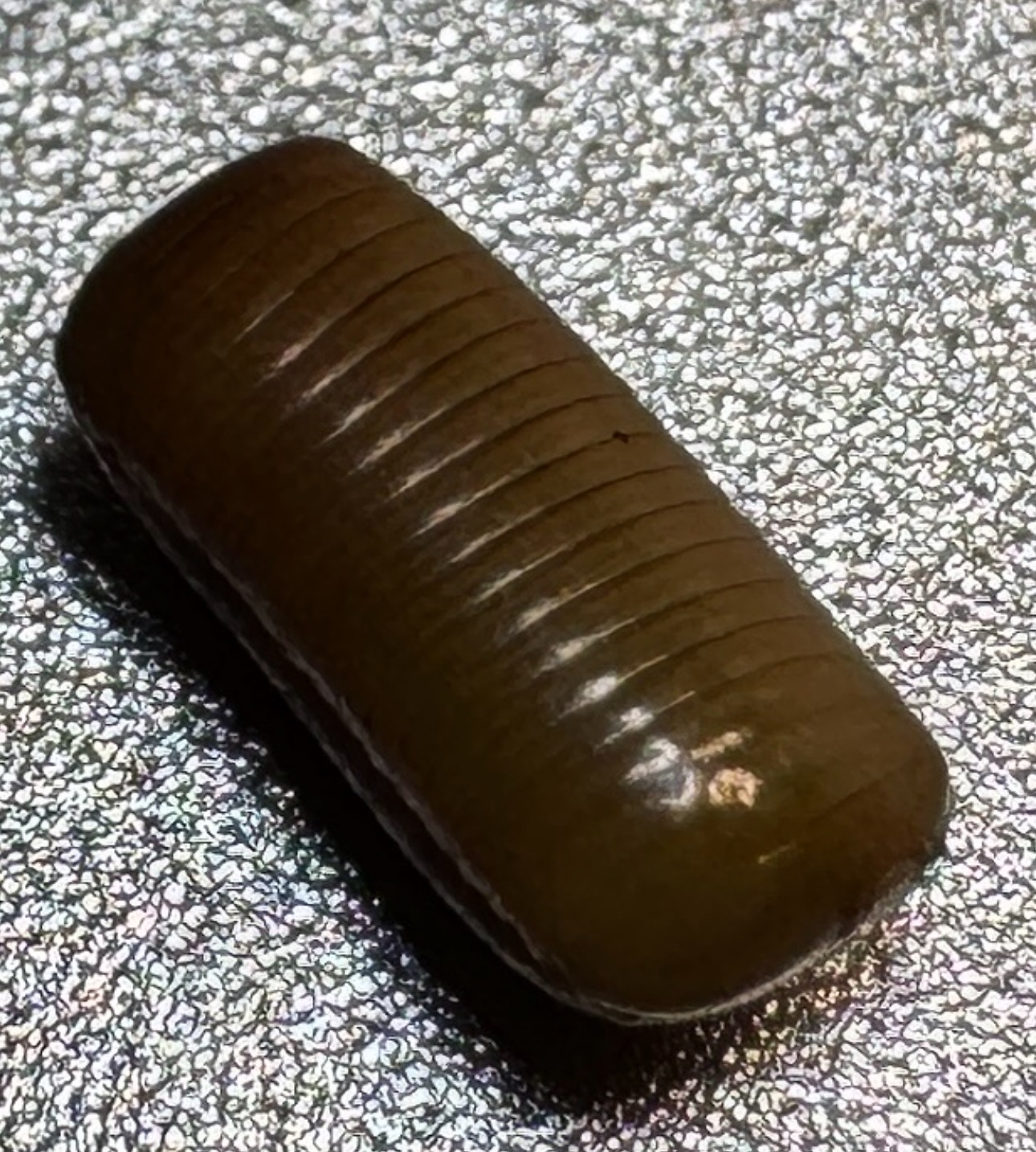 Ooteka Prusaka - Samica składa od 25 do 30 jaj w owalnej kapsułce, którą nosi przez 2 tygodnie