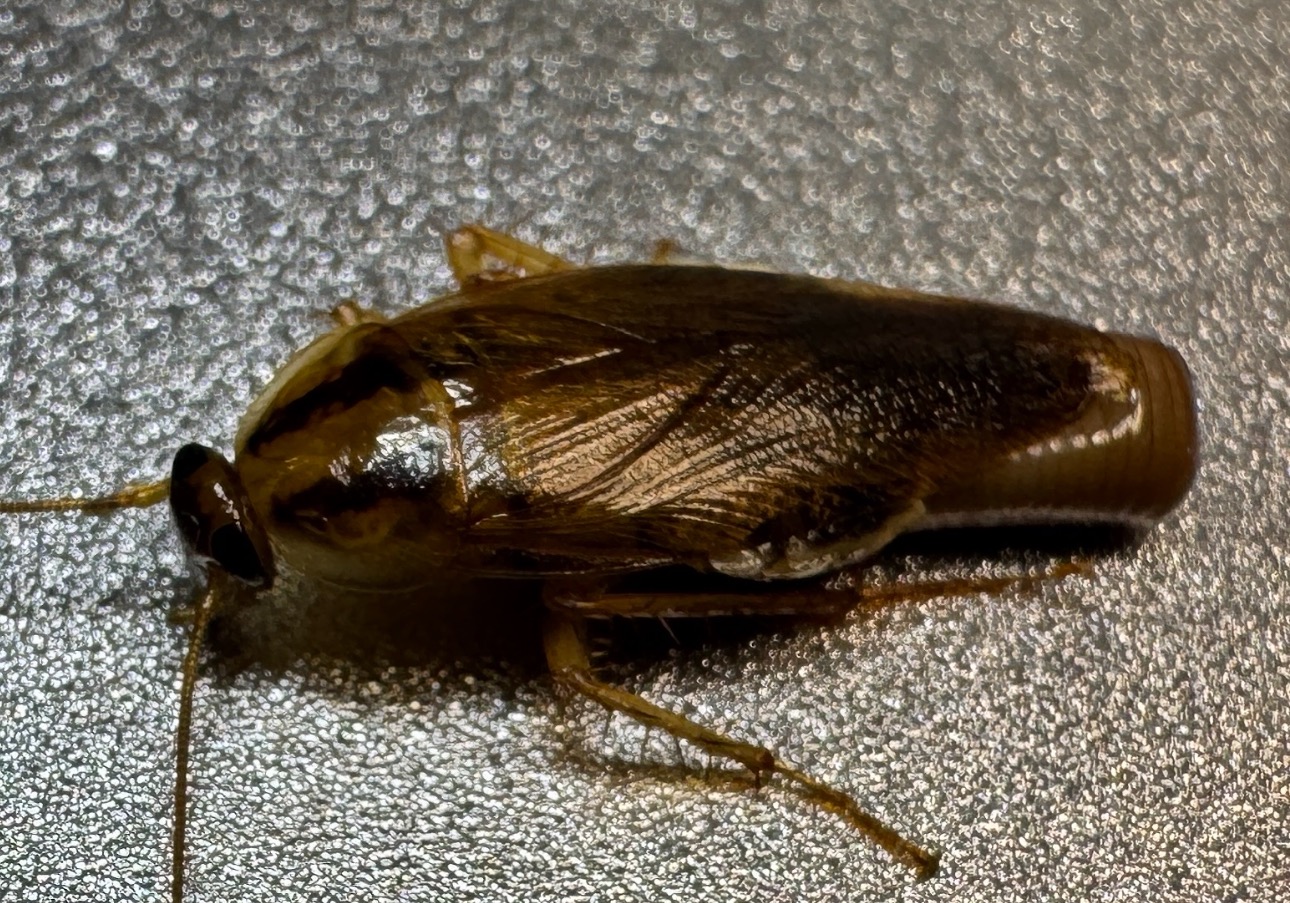 Martwy prusak leżący na srebrnej, metalicznej powierzchni, widoczne detale odnóży i segmentacji ciała.