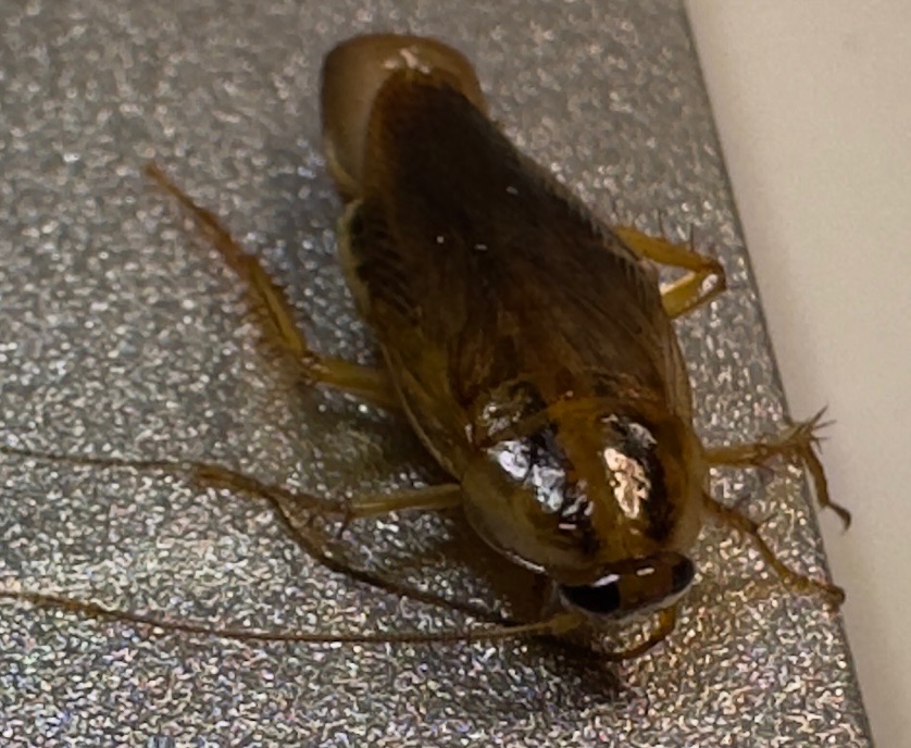 Bliski kadr pojedynczego karalucha (prusaka) na srebrnym, błyszczącym tle, z widocznymi detalami jego pancerza i odnóży.